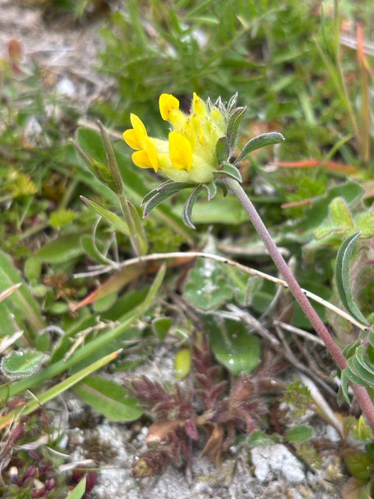 Kidney Vetch, Ivinghoe Beacon