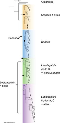 Summary RADseq phylogeny of Barlerieae