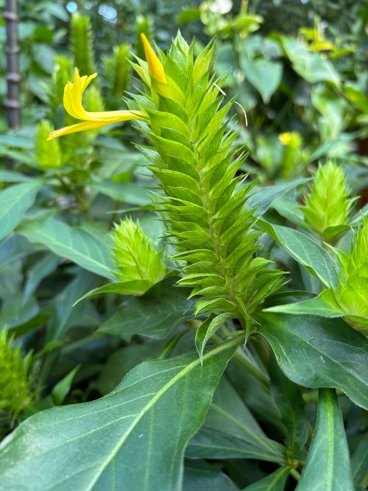 Barleria oenotheroides at RBG Kew