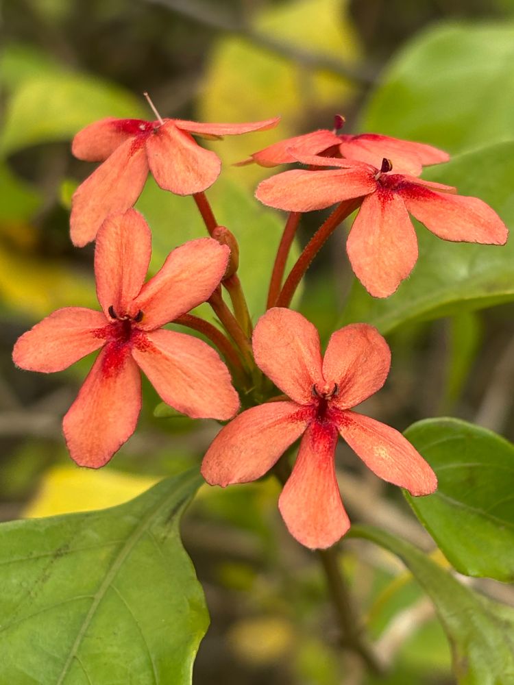 Ruspolia hypocrateriformis at Shai Hills Resource Reserve, Ghana