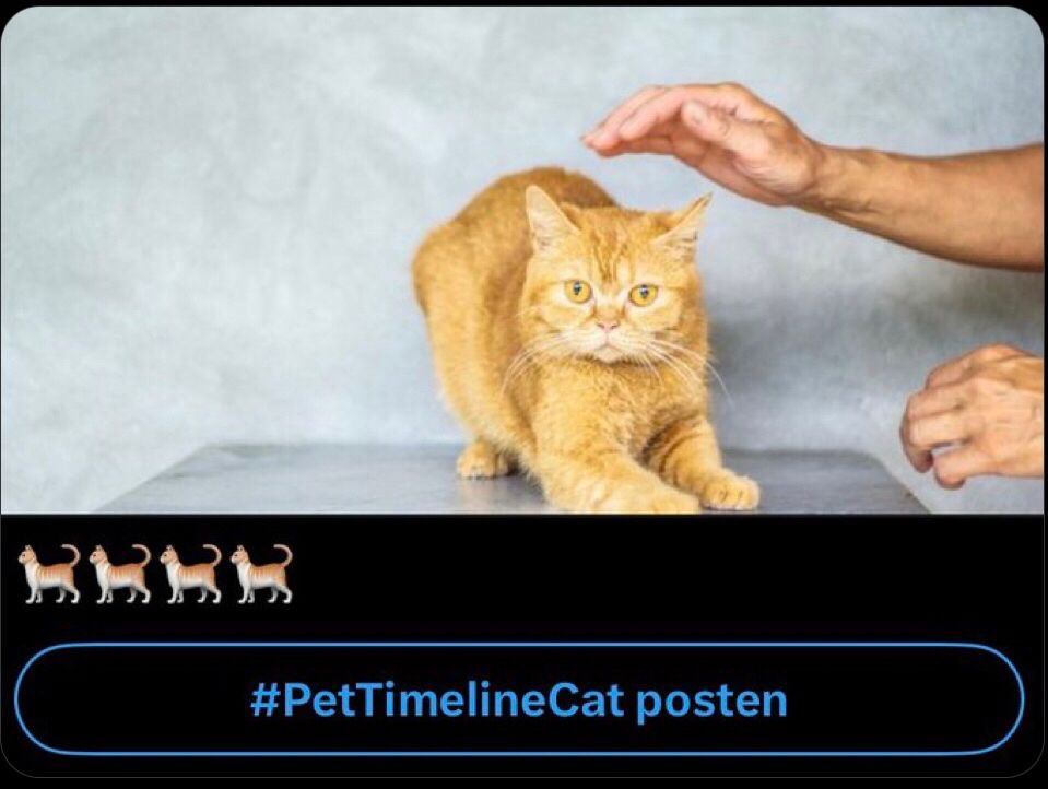 Katze kurz davor gestreichelt zu werden. Unter ihr ist ein Button auf dem #PetTimelineCat steht.