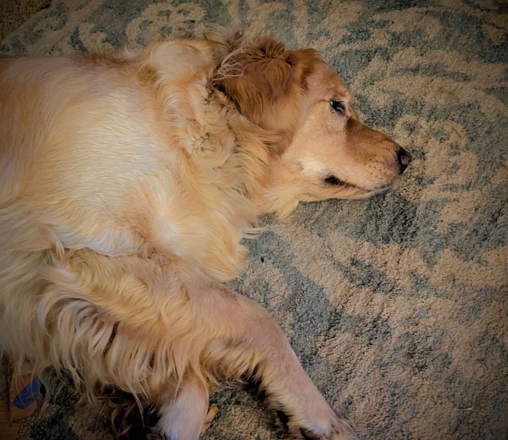 Golden retriever dog laying down starting straight ahead like a log with eyes