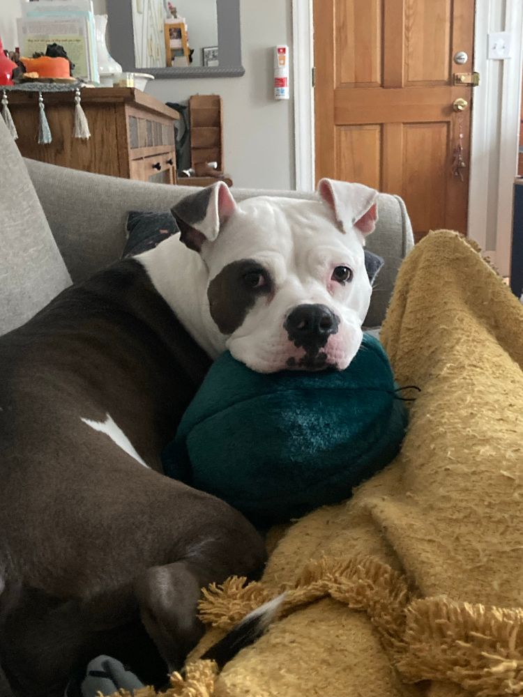 Artemis the dorito-eared pit bull resting her giant-ass head on a stuffed toy 