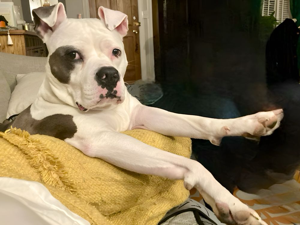 A Dorito-eared grey & white bully mix sends her heart out to you.