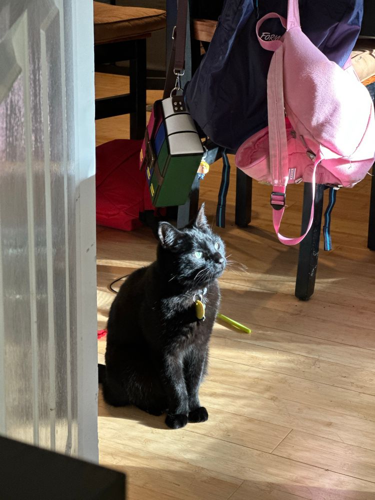 A black cat indoors standing in late afternoon sunlight