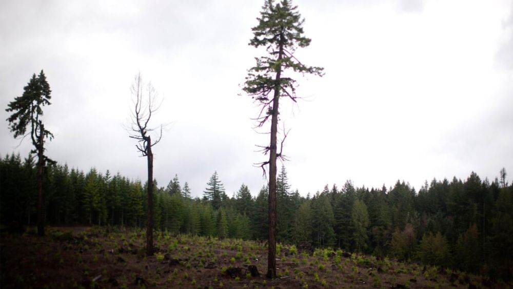 With ‘counties in deep trouble,’ Oregon lawmakers target timber tax cuts