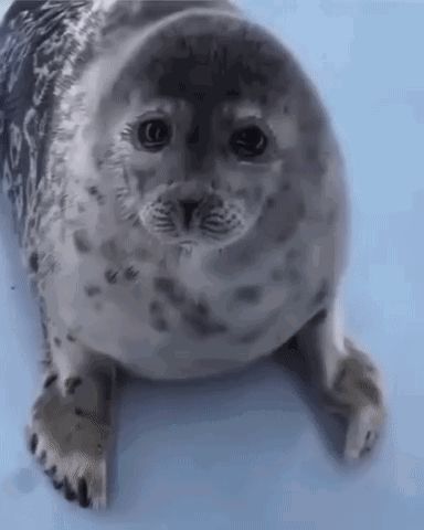 a seal is laying on its back on a blue surface .