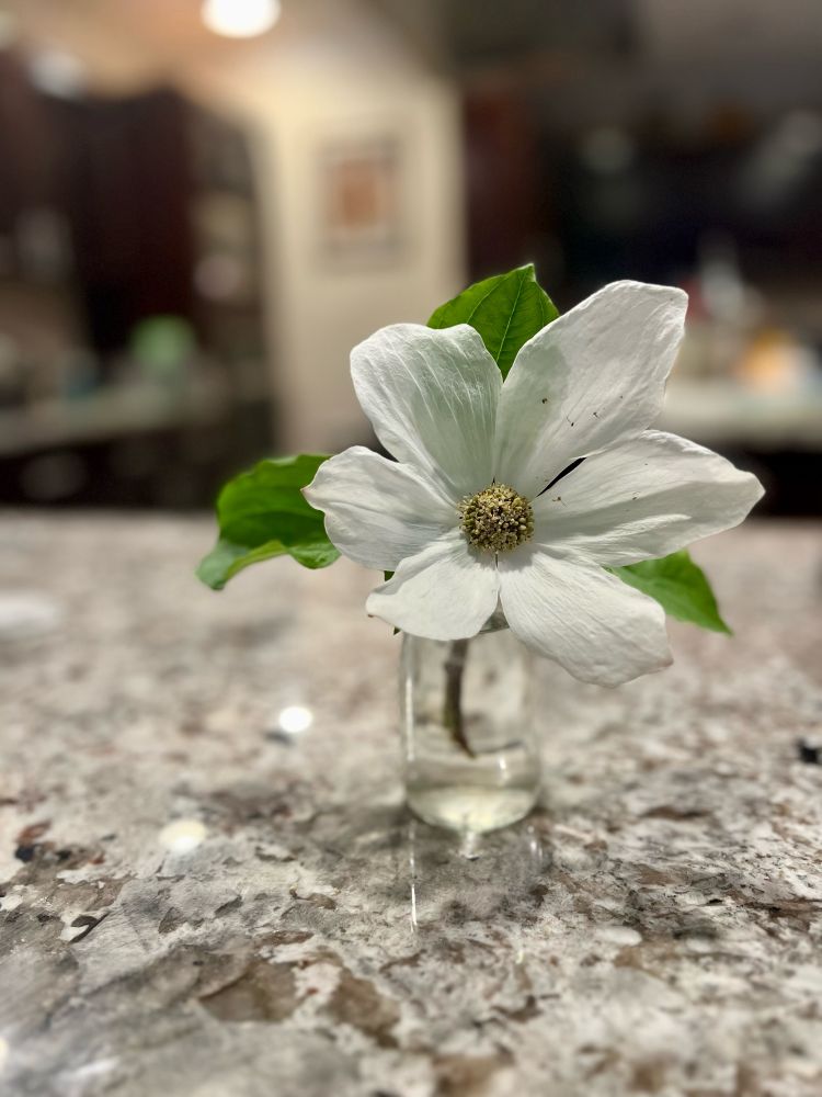 a perfect single white dogwood flower from the tree in our yard, in a small clear vase on the kitchen counter.