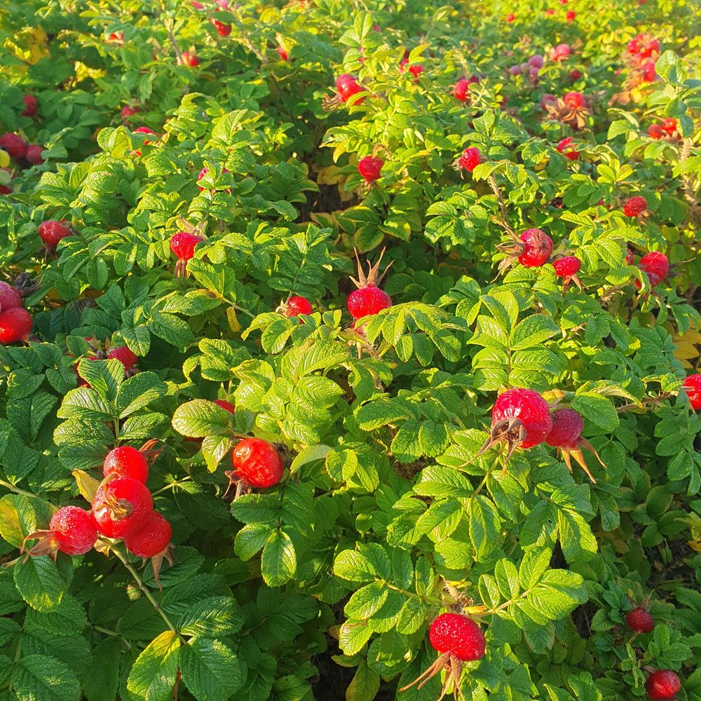 Red fruit on a very green bush in morning light. 