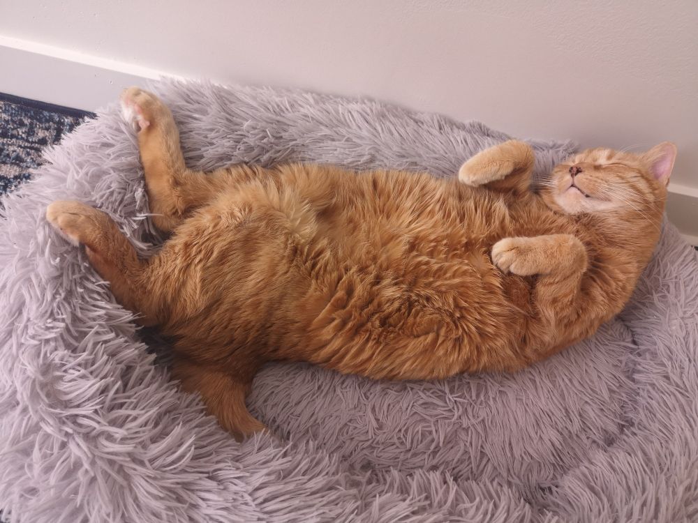 An orange cat sleeping on his back with his paws in the air