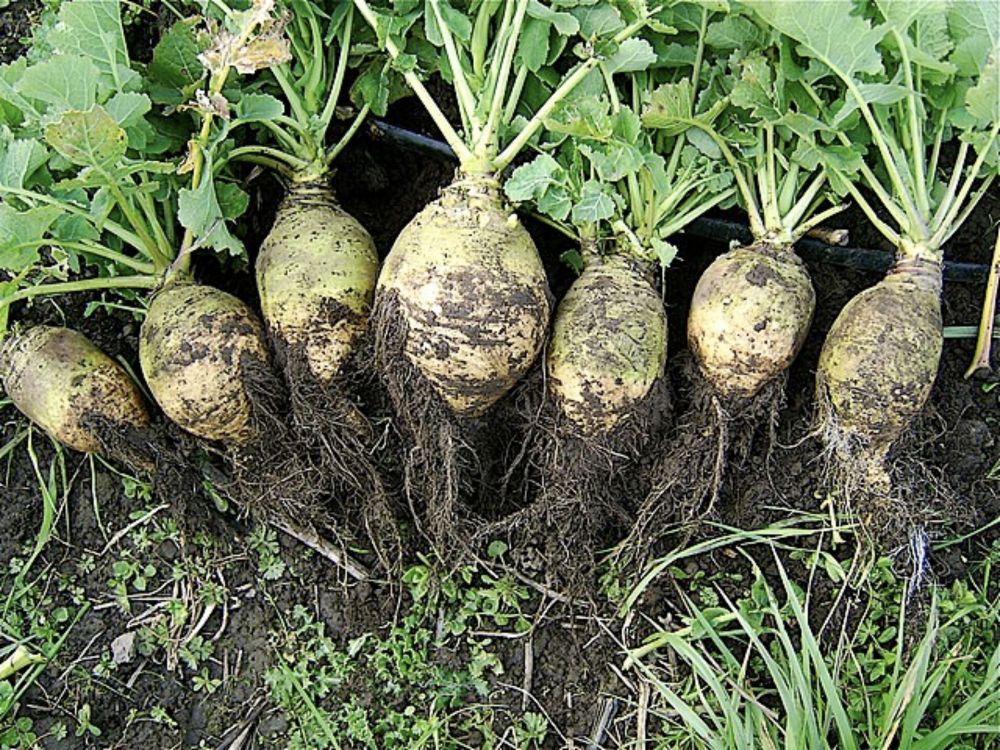 Rutabaga - Wikipedia