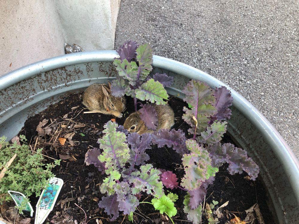 A photo of two rabbit kits nestled among kale in a planter.