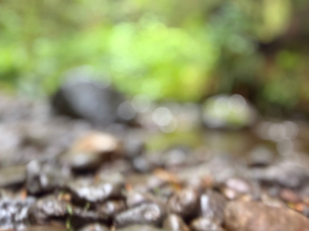 A blurry photo of the rocks and creek bed. Brown and tan rocks in the foreground. Water sparkles off the rocks in the background. Green tree and bush in the far background. 