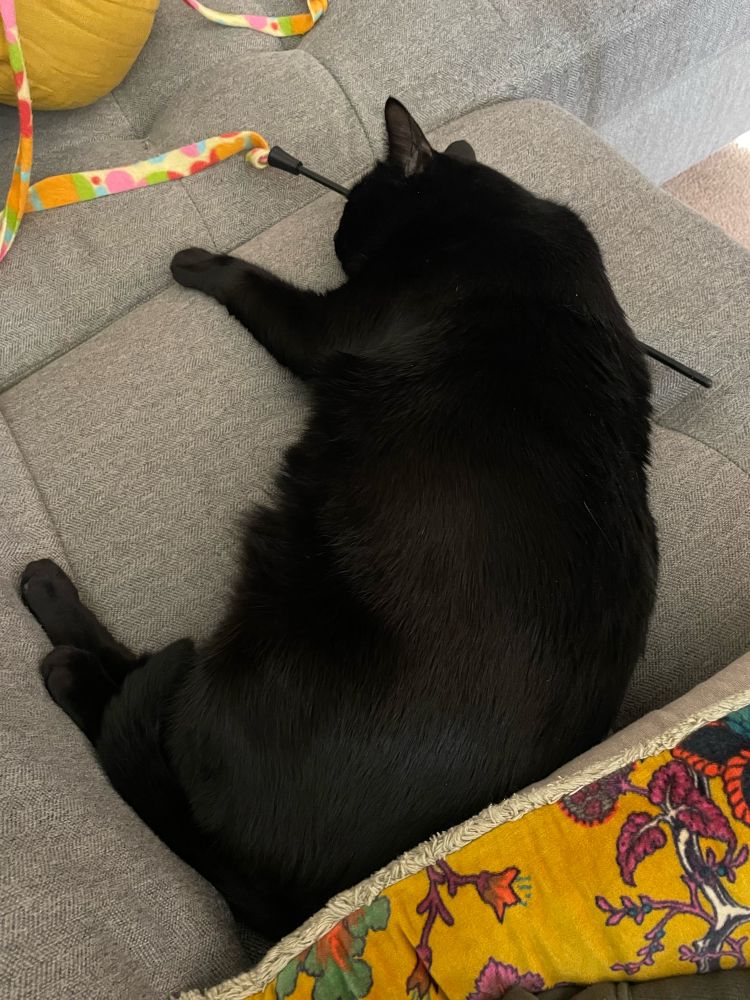 Obese, but good, black cat naps on grey couch