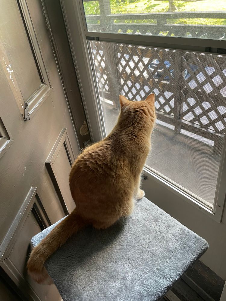 Cat sitting on a platform just inside a screen door, looking out onto a lattice-lined walkway.