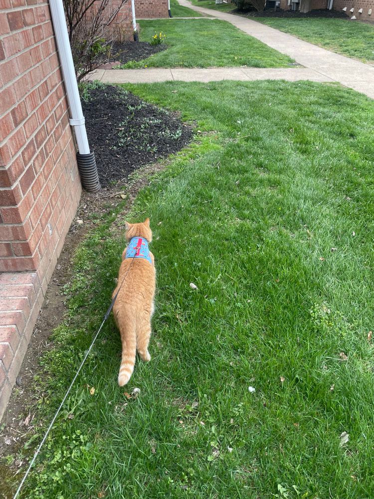 A tabby cat on a leash in the grass
