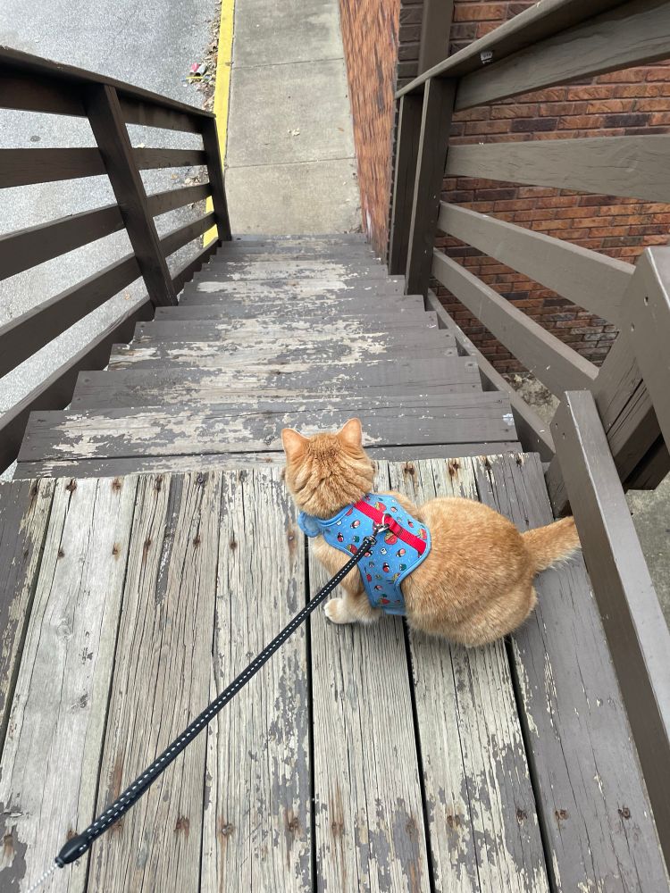 An orange cat on a harness sitting at the top of a flight of stairs