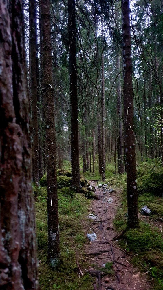 En mystisk sti som går innover i granskog.