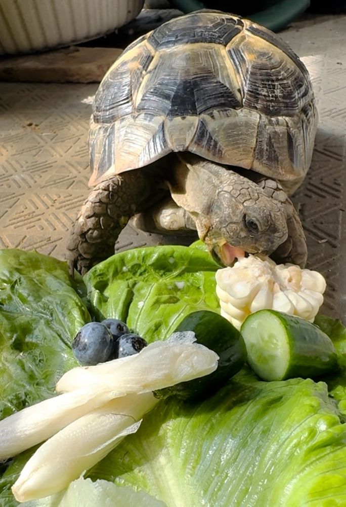 かぶりつきそうなギリシャリクガメ