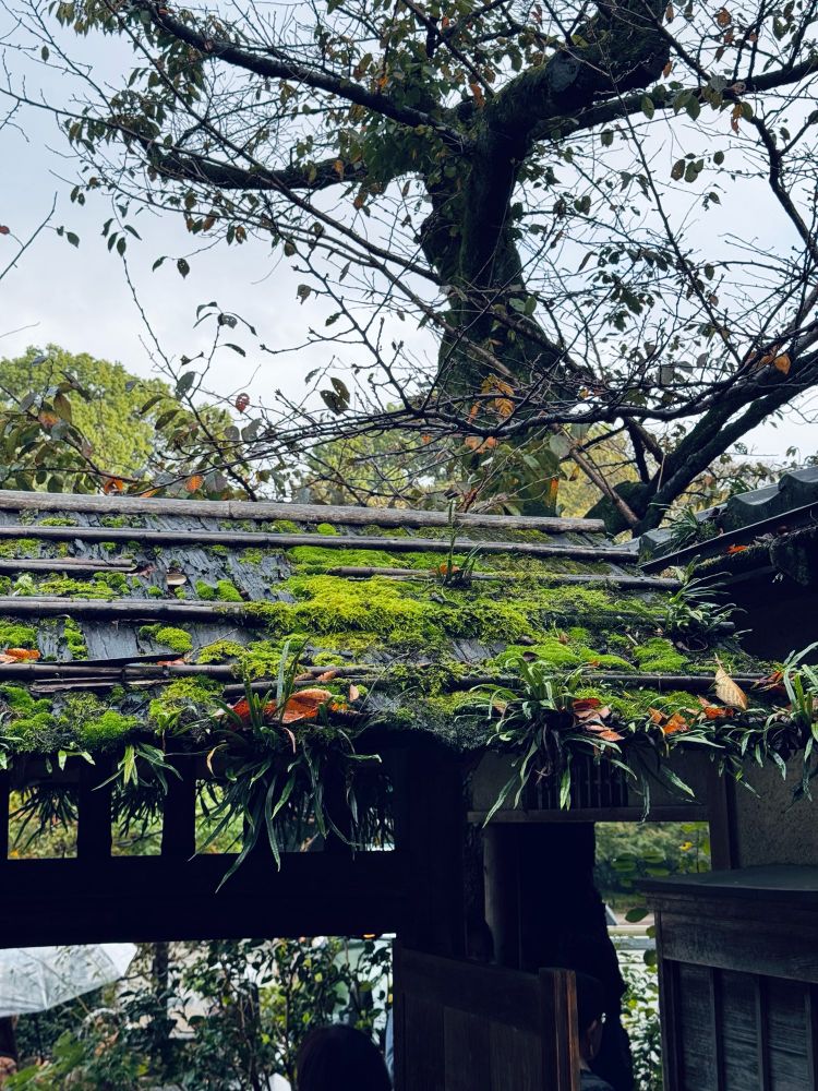 門の上が苔むしている