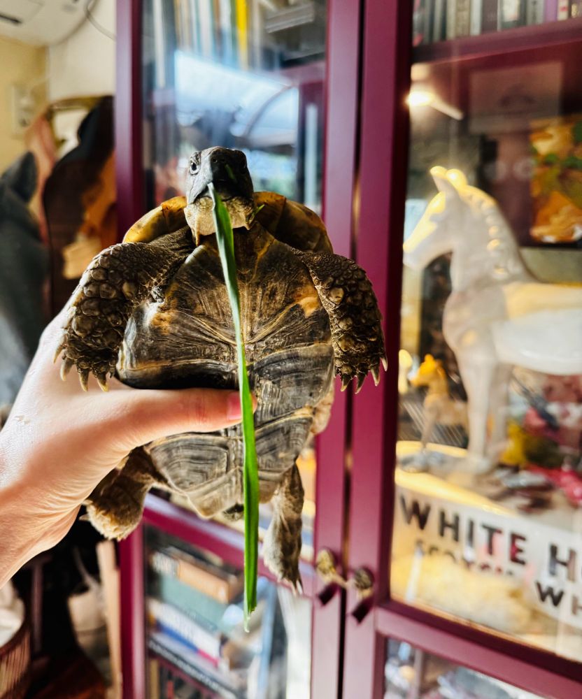 葉っぱを咥えているギリシャリクガメが人間の腕を蹴っている