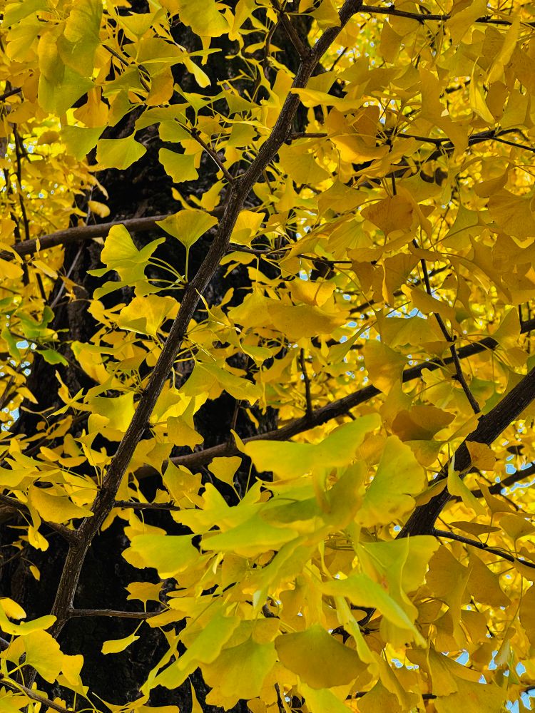 黄色くなった銀杏の木