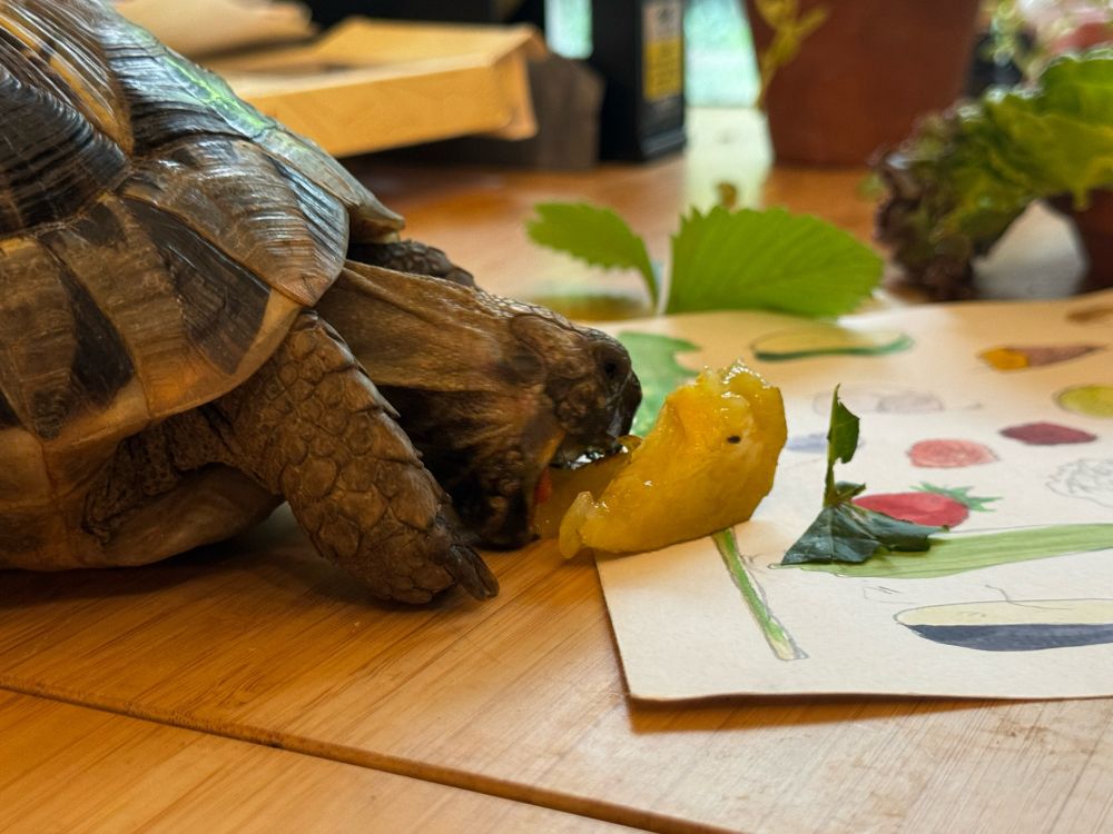 おやつ(🥝)をもらうギリシャリクガメ