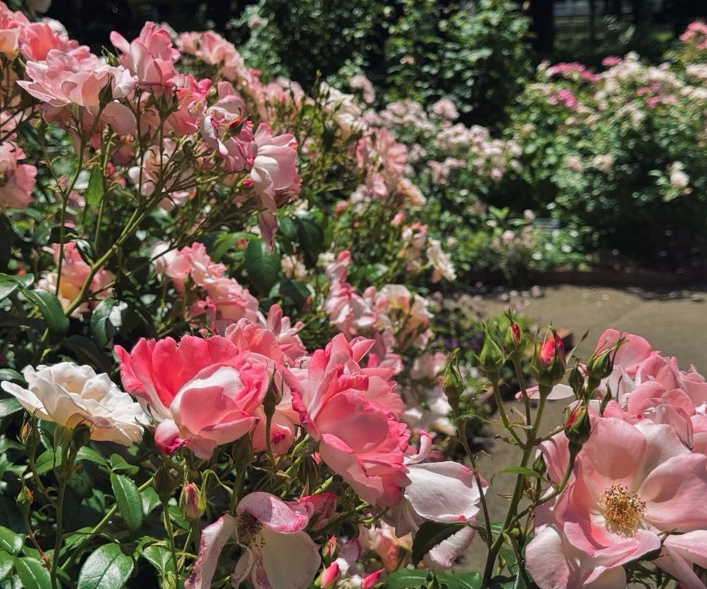 赤みの強いピンクの薔薇