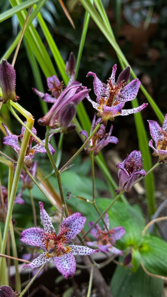庭に咲いているホトトギスの花