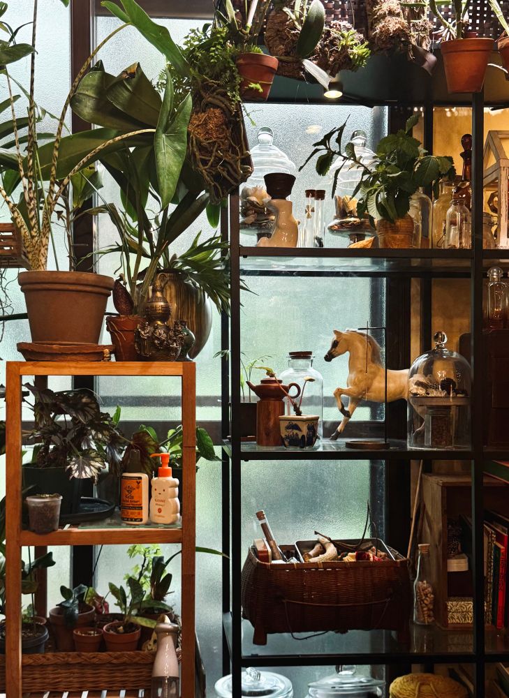 ガラス棚の上に硝子容器に入った貝とか色々と上に引っかかった蘭いろいろ