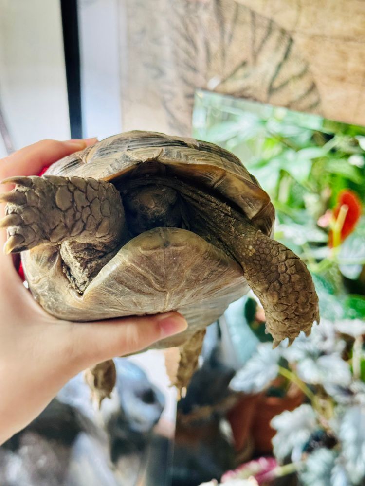 首が甲羅に入ったギリシャリクガメ