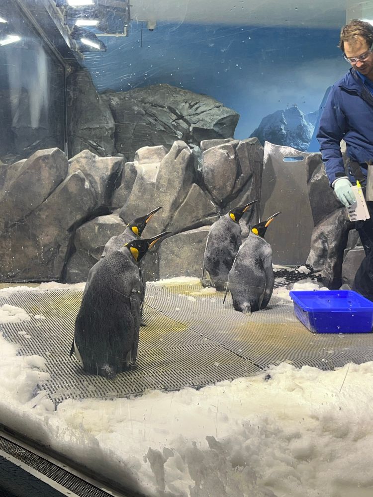 Penguin’s being fed at Sea World 