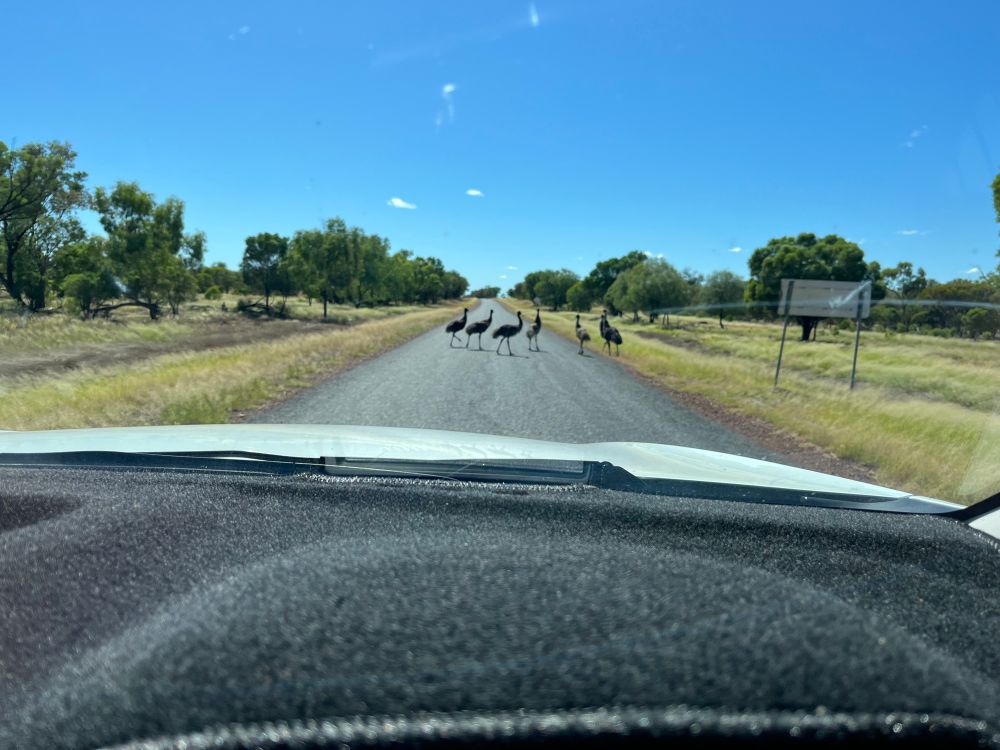 Wild emu on Queensland outback road 