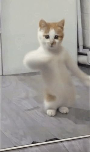 a cat is standing in front of a mirror with its paws up