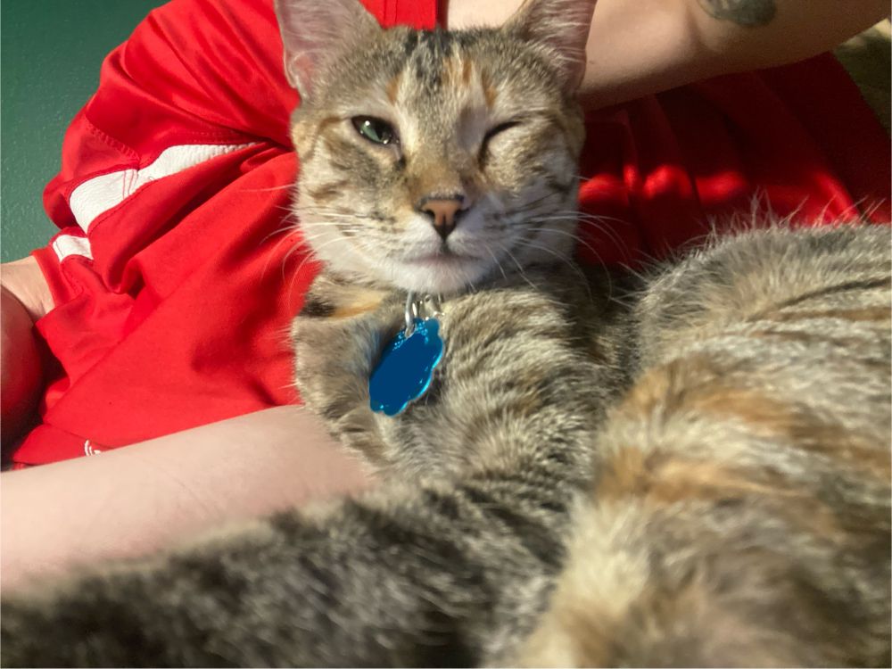 tabby cat winking one green eye, lying in front of me in a red shirt