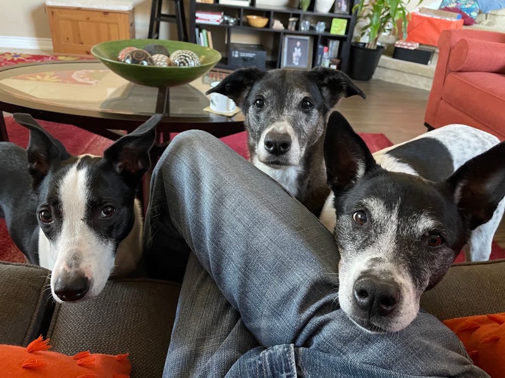 Three dogs, one border collie mix, one catahoula, one heeler, staring at me intensely because I have a cookie in my hand