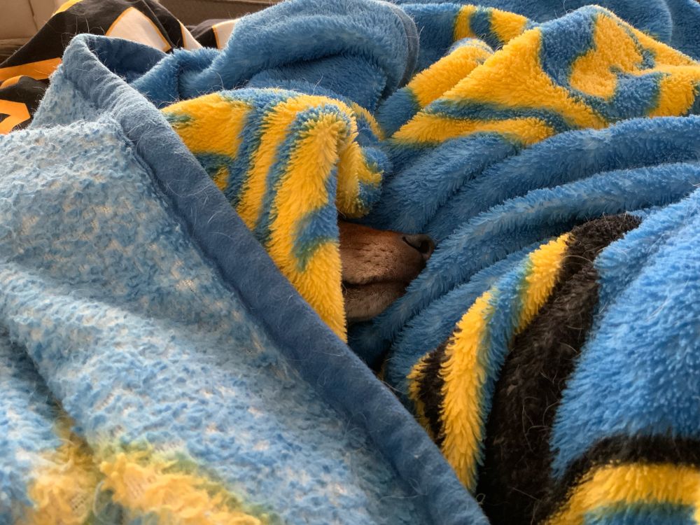 Dog's nose appearing from under a blue and yellow fleece blanket.