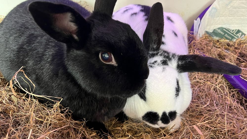 A black bunny and a black and white speckled bunny, sitting in hay and snuggling. The black bunny is in the process of giving kisses to the other.