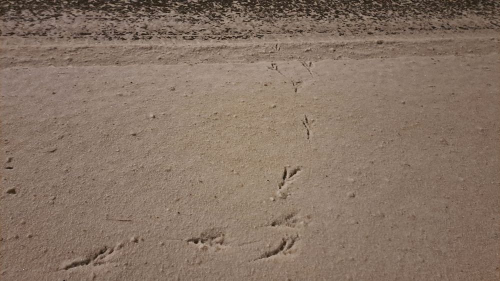 Little bird footprints in snow
