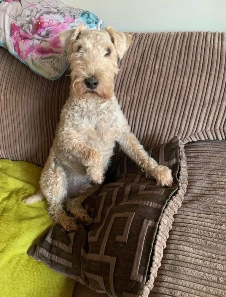 Hi pals . .  It’s me teddy Lakeland 
Just thought I’d pop over and see what it’s all about 