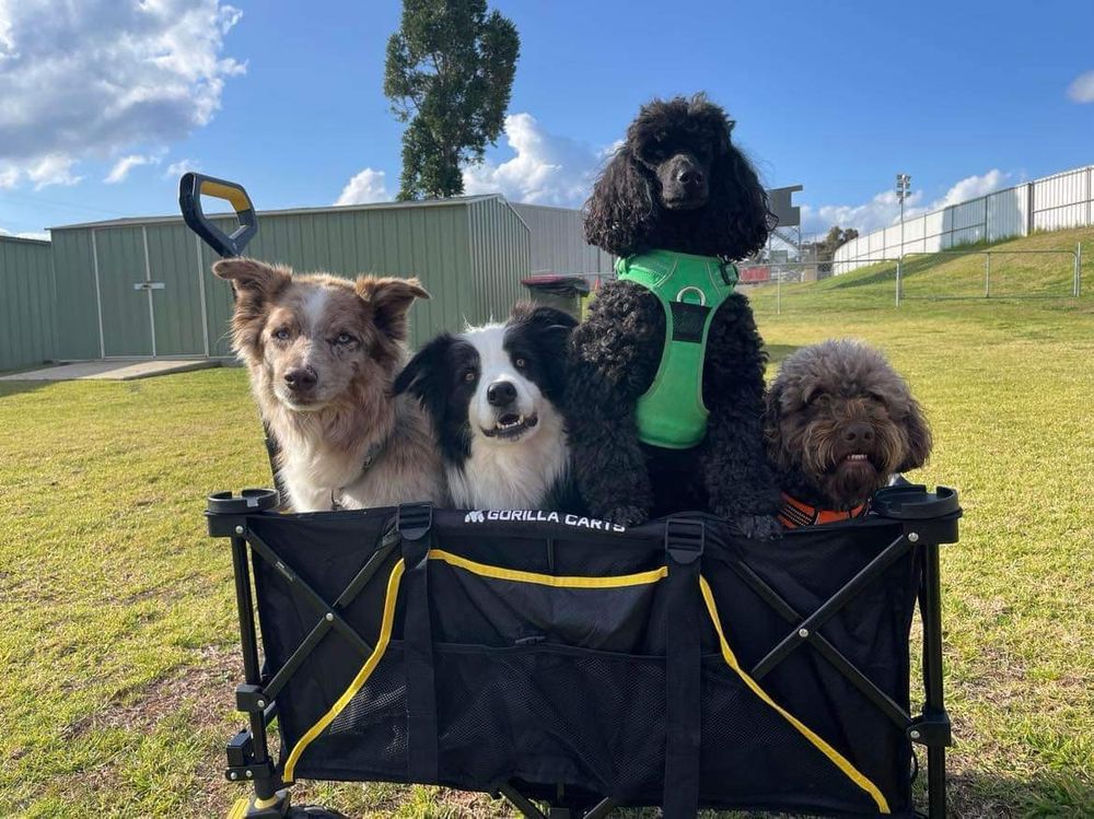 4 dogs in a cart- From left to right an AustralianShepherd -Declan,  a border collie - Bohdi, a black Mini Poodle-Remy and a LagottoRomagnolo-Frida. All friends who have travelled  with their people for an agility comp.