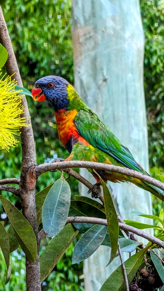 A small multi coloured parrot is perched low in a suburban street tree.