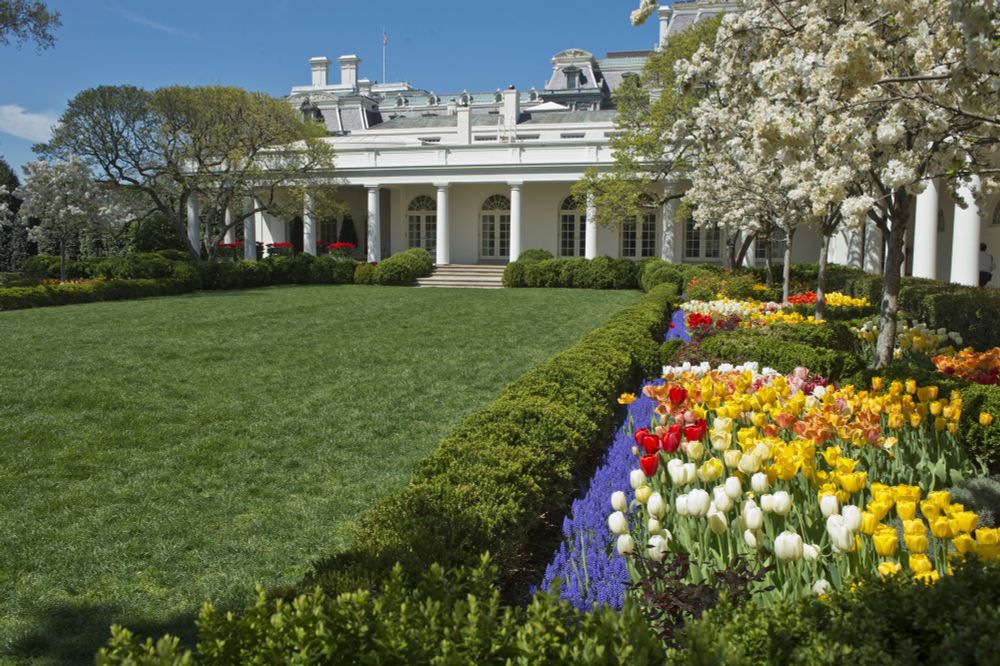 A photo of the rose garden before the renovation showing nice green grass and beautiful yellow red and white roses.