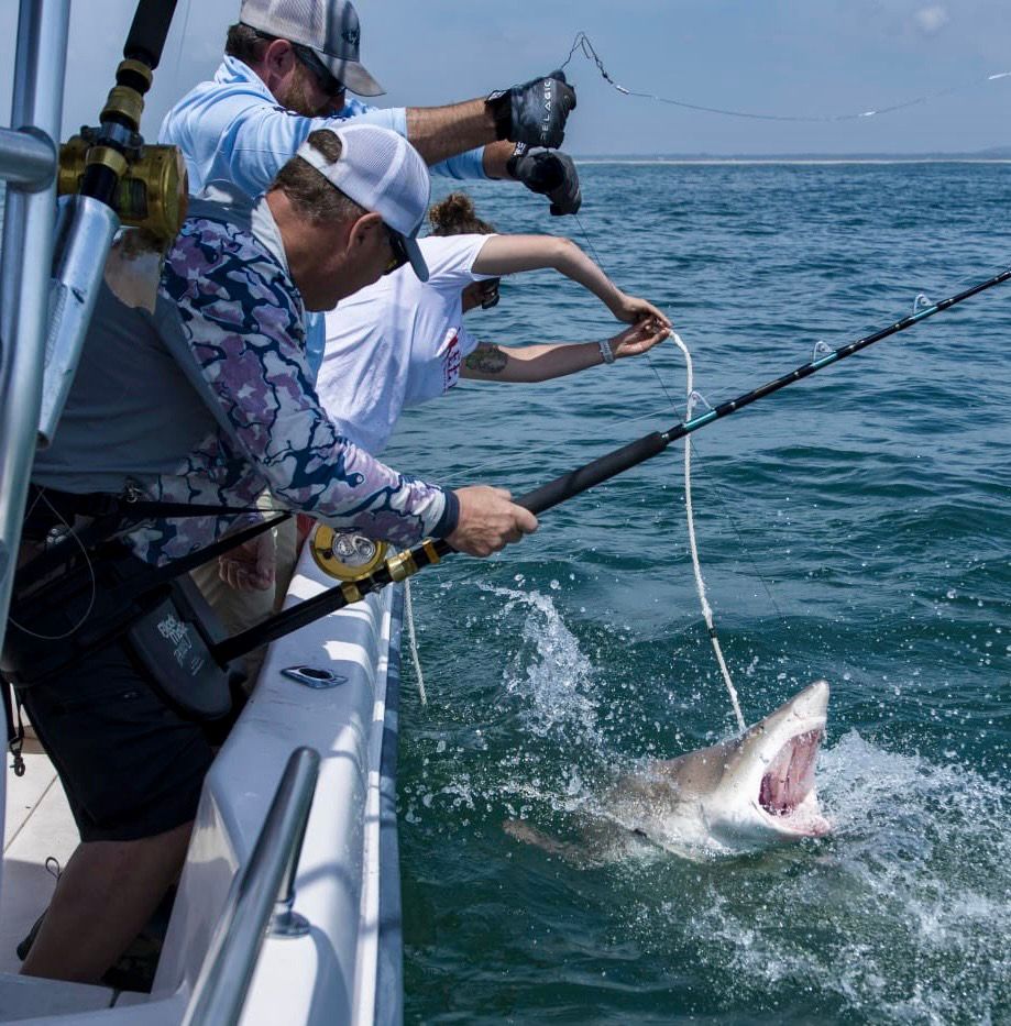 Photo of a sand tiger shark being caught on rod and reel.