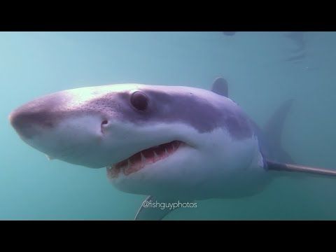 Juvenile White Shark in the Hamptons
