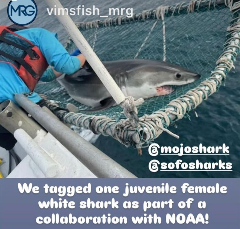 Photo of a juvenile white shark being tagged 