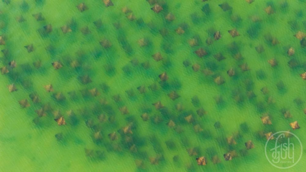 Aerial photo of a large school of cownose rays. PC: FishGuyPhotos