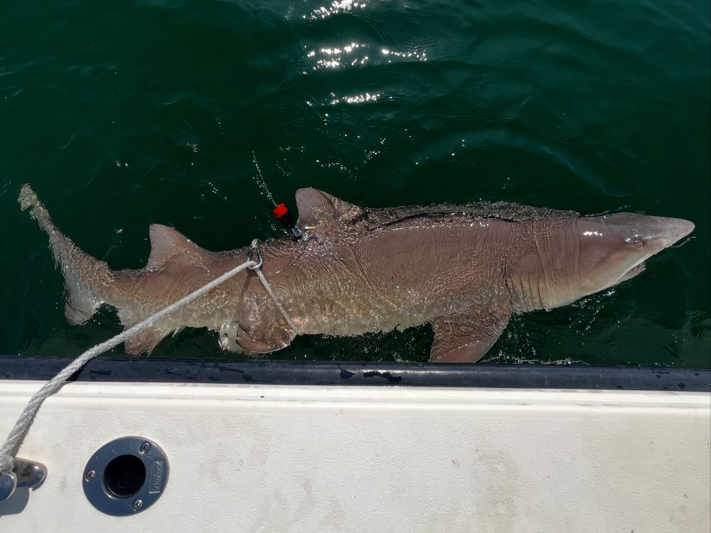 Tagged sand tiger. PC: T. Curtis.