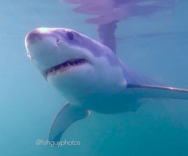 Underwater photo of a small white shark