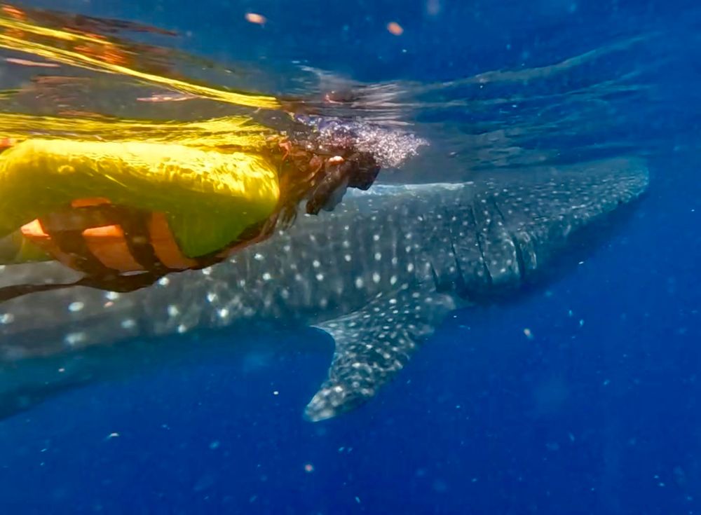 Underwater photo of a snorkeler and a whale shark